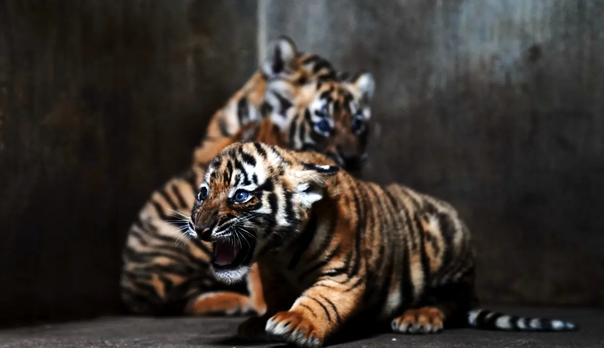 Anak-anak harimau China Selatan terlihat di Kebun Binatang Shanghai di Shanghai, China timur (28/8/2020). Kebun Binatang Shanghai meluncurkan kampanye publik untuk memberikan nama kepada keempat anak harimau betina yang lahir pada 4 Juli 2020 tersebut. (Xinhua/Zhang Jiansong)