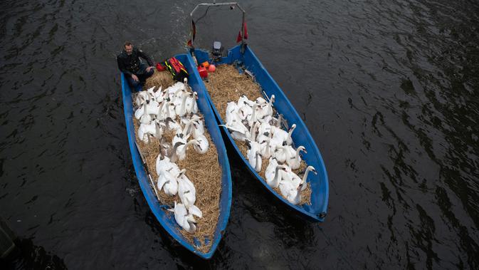 Kawanan angsa berada dalam perahu untuk dibawa menuju rumah musim dingin di sungai Alster, kota Hamburg, Jerman, 20 November 2018. Dikatakan, tradisi memindahkan angsa dari sungai Alster sudah dilakukan ratusan tahun yang lalu. (DANIEL REINHARDT/DPA/AFP)