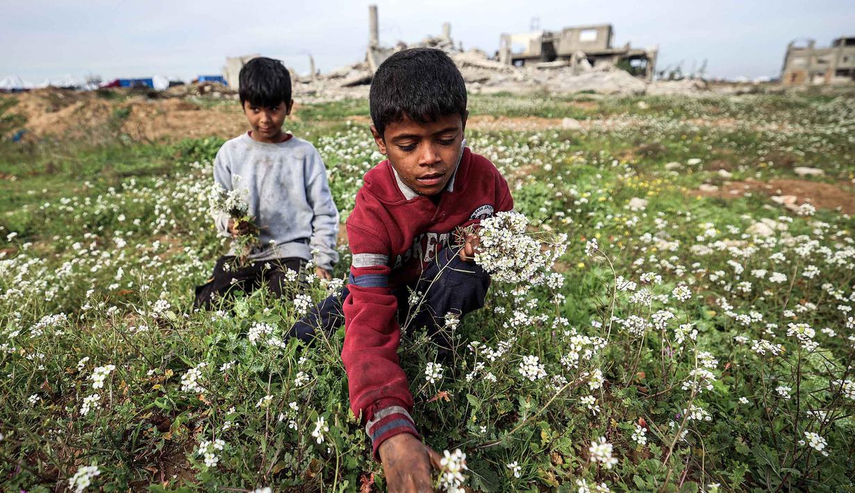 Seorang anak laki-laki memetik bunga dari ladang di dekat bangunan yang hancur di kamp pengungsi Palestina Nuseirat di utara Deir al-Balah, Jalur Gaza tengah pada 29 Januari 2026. Sebuah penelitian terbaru yang dipimpin oleh Universitas Cambridge dan dirilis pada awal Januari 2026 memperingatkan adanya risiko serius munculnya generasi yang hilang di Gaza. (EYAD BABA/AFP)