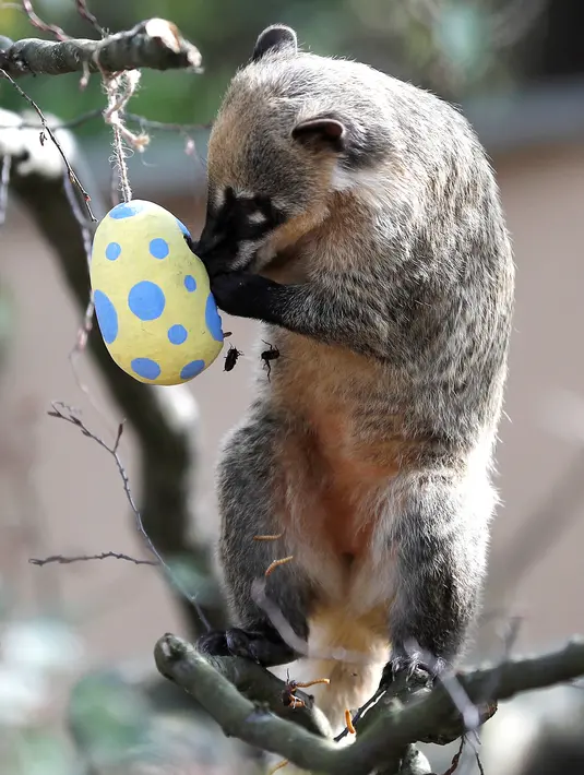 Lemur ekor cincin menikmati makanan yang diambil dari wadah dari telur Paskah yang terbuat dari bubur kertas selama pemotretan di ZSL London Zoo di London, Inggris (18/4). Kebun binatang ZSL London menghadiahkan hewan-hewan peliharaannya makanan dalam kemasan telur Paskah. (Reuters/Peter Nicholls)