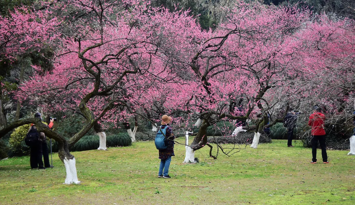 Orang-orang mengunjungi taman botani Hangzhou di Hangzhou, Provinsi Zhejiang, China timur (19/2/2020). Sebagai upaya pencegahan coronavirus baru, kawasan indah tersebut telah menetapkan batas jumlah pengunjung saat ini dan semua yang memasuki kawasan itu diwajibkan mengenakan masker. (Xinhua/Zheng M