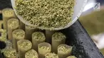 Sejak tahun 1960-an, desas-desus telah beredar di Amerika Serikat bahwa perusahaan-perusahaan tembakau sedang bersiap memasuki pasar rokok ganja untuk mengantisipasi legalisasi ganja di AS.