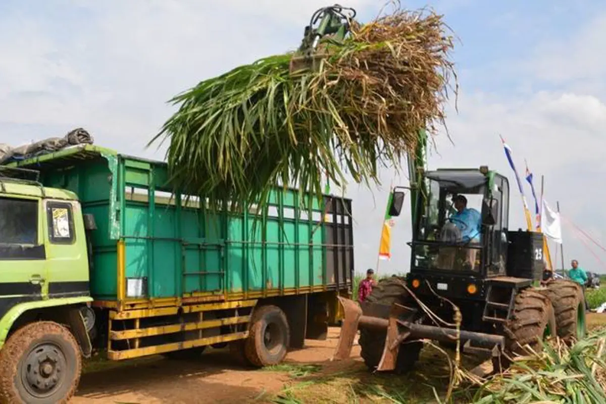 RNI kembangkan biomassa napier grass atau biasa disebut rumput gajah sebagai bahan baku biofuel. (Foto: RNI)