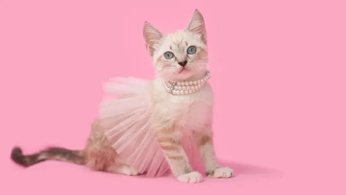 Siap Tampil Gemas, Begini Cara Pilih Kostum Imut Buat Kucingmu