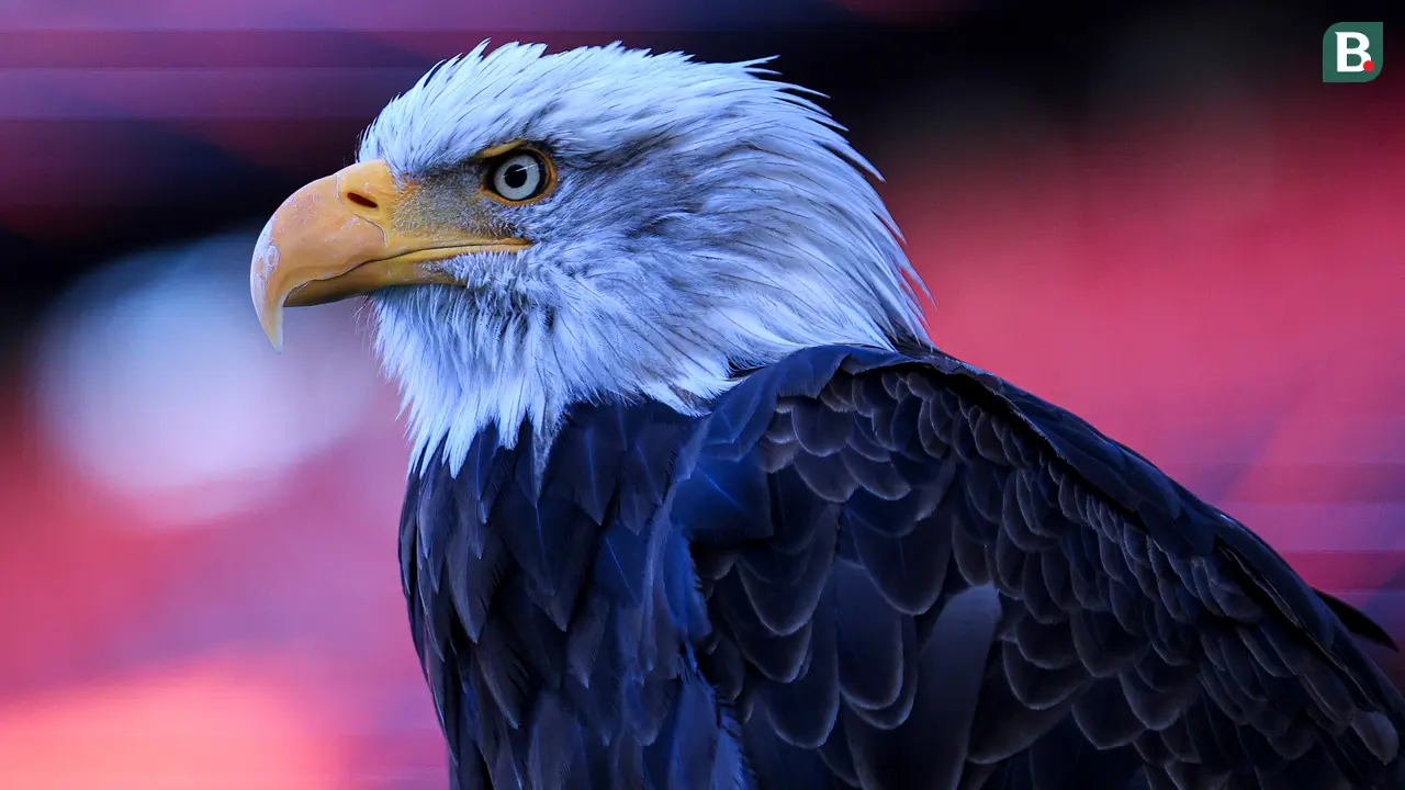Burung Elang di Estadio Da Luz