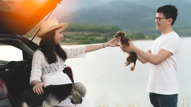 Binatang Peliharaan Bersama