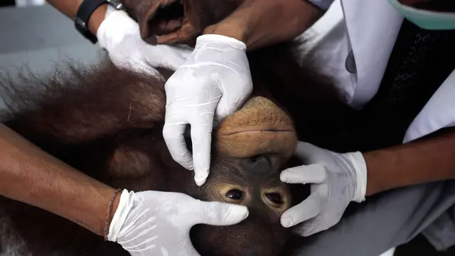 Orangutan