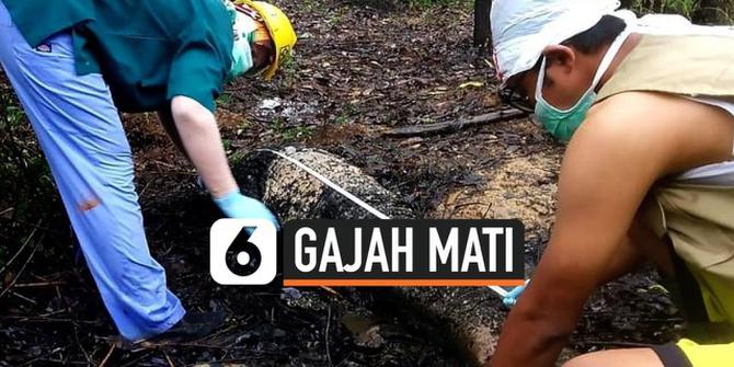 VIDEO: Gajah Sumatera Mati Tanpa Kepala Akibat Perburuan Liar