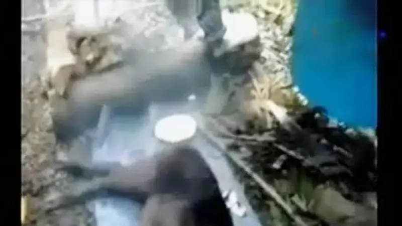 VIDEO: Rekaman Video Amatir Kelompok Santoso di dalam Hutan