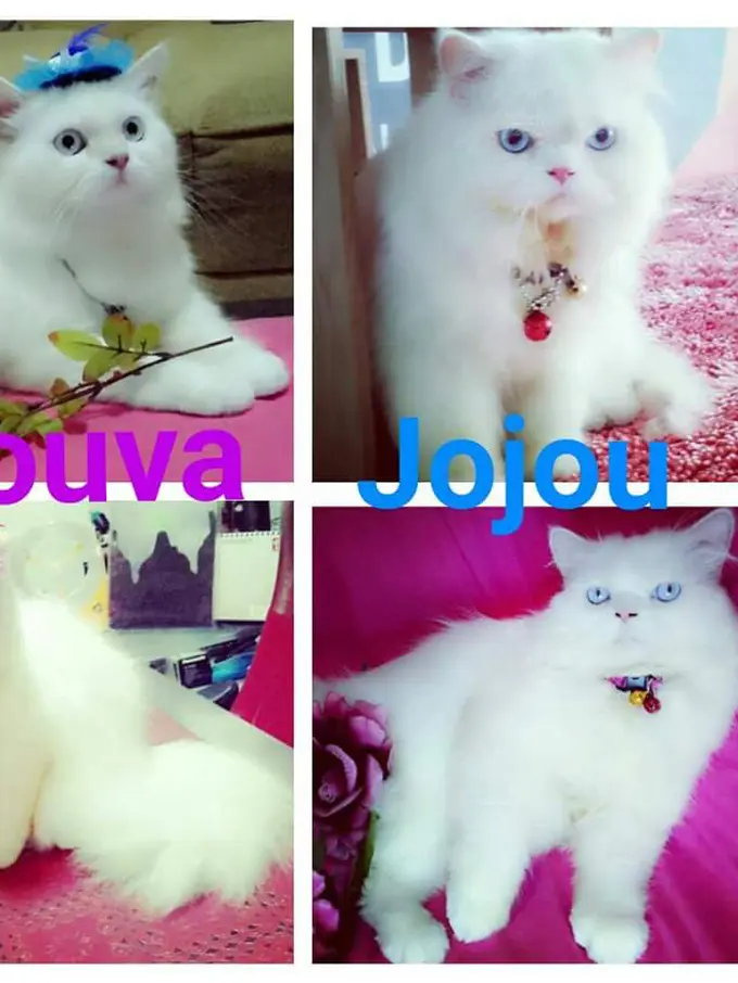 Jouva dan Jojou, Kucing Lucu yang Menang Kontes Prochallenge 2015