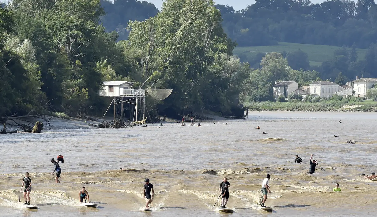 Suasana di Sungai Dordogne, Saint-Pardon, Prancis (24/7). Fenomena pasang surut besar yang menyebabkan gelombang arus di Sungai Dordogne ini dimanfaatkan warga dan turis unutk berselancar. (AFP Photo/Georges Gobet)