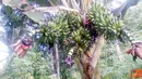 Citizen6, Maluku: Di Provinsi Maluku Utara, Kabupaten Halmahera Tengah tepatnya di Kota Weda tumbuh sebuah pohon pisang yang bertandan tiga. (Pengirim: Ghopal)
