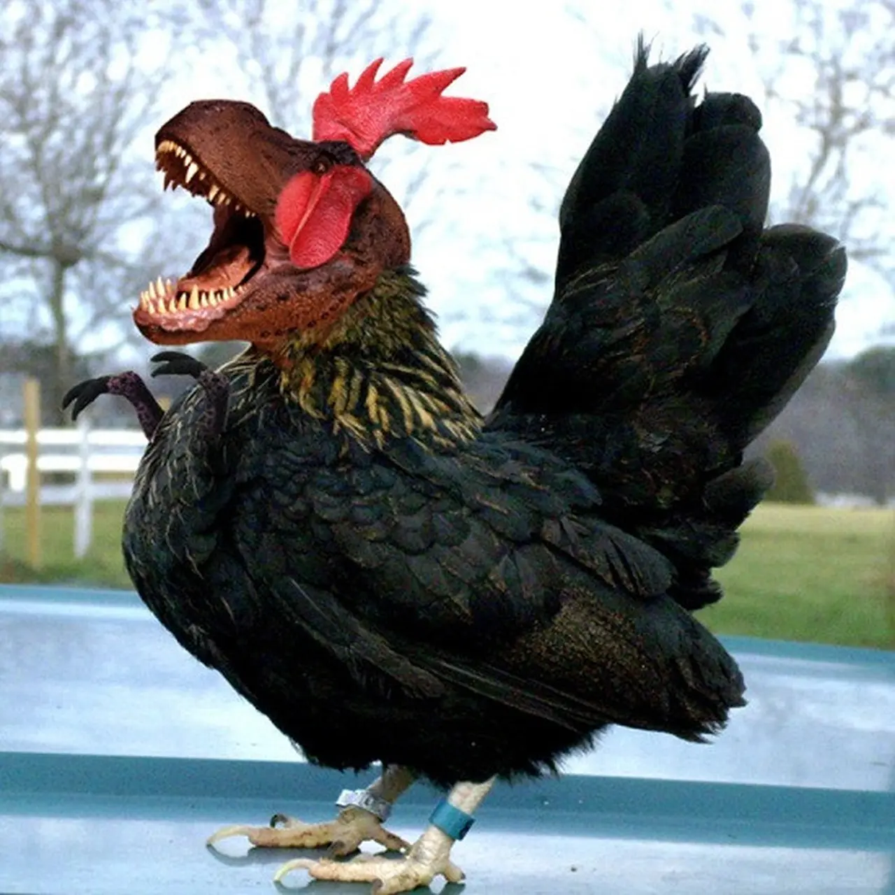 6 Editan Foto Ayam dengan Hewan Lain Ini Nyeleneh, Bikin Ngakak - Hot