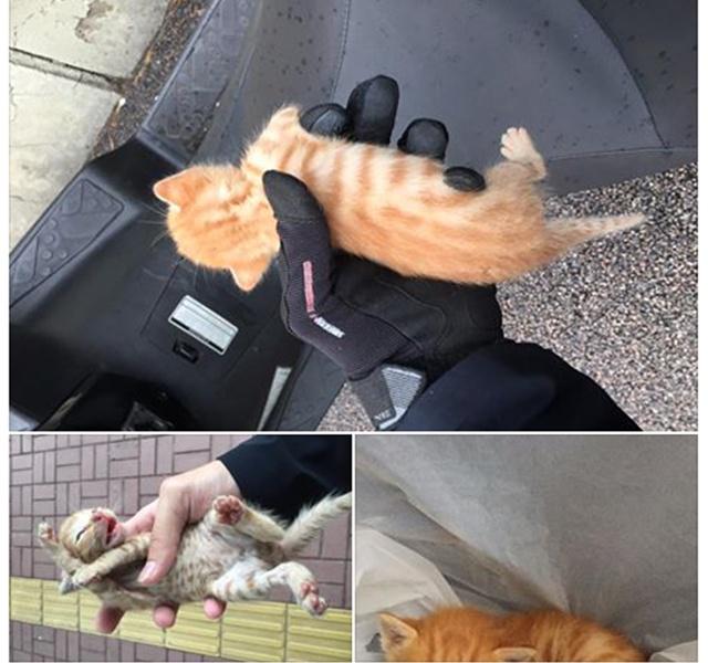 Anak kucing yang diselamatkan Kevin | Photo: Copyright shanghaiist.com