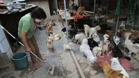 Tinggalkan Pekerjaan Demi Rawat 220 Anjing yang Terlantar