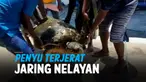 vertical penyu