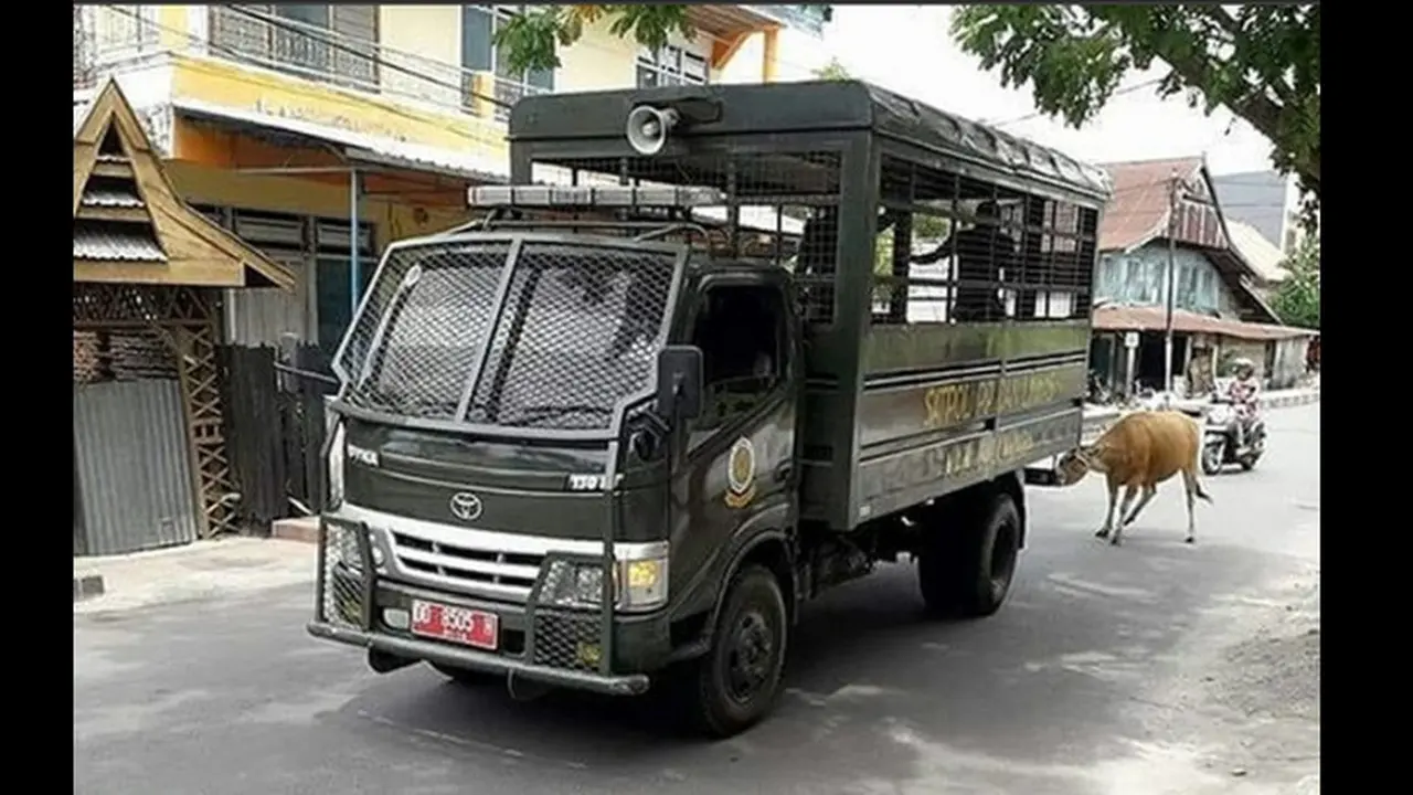 Sapi ditairk truk Satpol PP