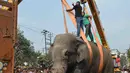Seekor gajah liar diangkat menggunakan crane usai dilumpukan dengan tembakan bius di Siliguri negara bagian Bengal Barat, India, Rabu (10/2). Gajah itu keluar dari habitatnya di hutan Baikunthapur dan masuk ke kota. (AFP PHOTO/Diptendu Dutta)