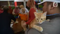 Warga membawa kucing peliharaannya untuk disuntikkan vaksin rabies di Kecamatan Duren Sawit, Jakarta, Selasa (7/6/2022). Vaksin rabies yang diberikan secara gratis ini untuk menghindari dan mengantisipasi penyebaran penyakit rabies kepada hewan peliharaan. (merdeka.com/Imam Buhori)