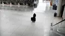 Orang-orang berjalan melalui terminal keberangkatan internasional yang sepi di Bandara John F. Kennedy (JFK), New York City, Sabtu (8/3/2020). Maskapai penerbangan terpukul wabah virus corona (COVID-19) setelah pelancong bisnis maupun rekreasi membatalkan rencana. (Spencer Platt/Getty Images/AFP)