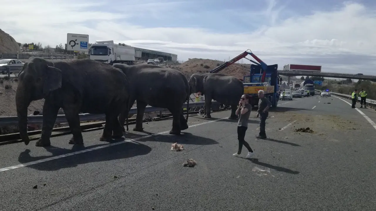 Gajah Berkeliaran di Jalan Raya Spanyol
