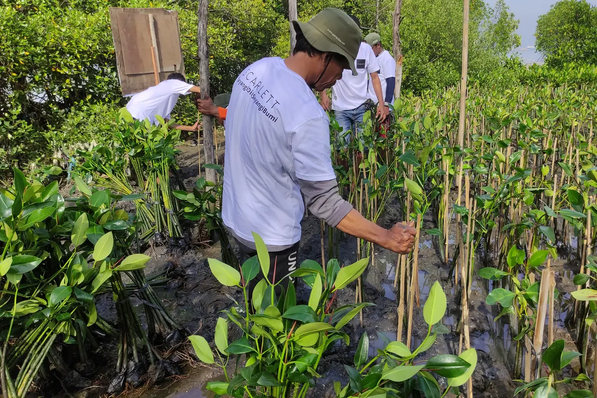 Gerakan Sejuta Pohon, Skincare Lokal ini Tanam 3000 Mangrove