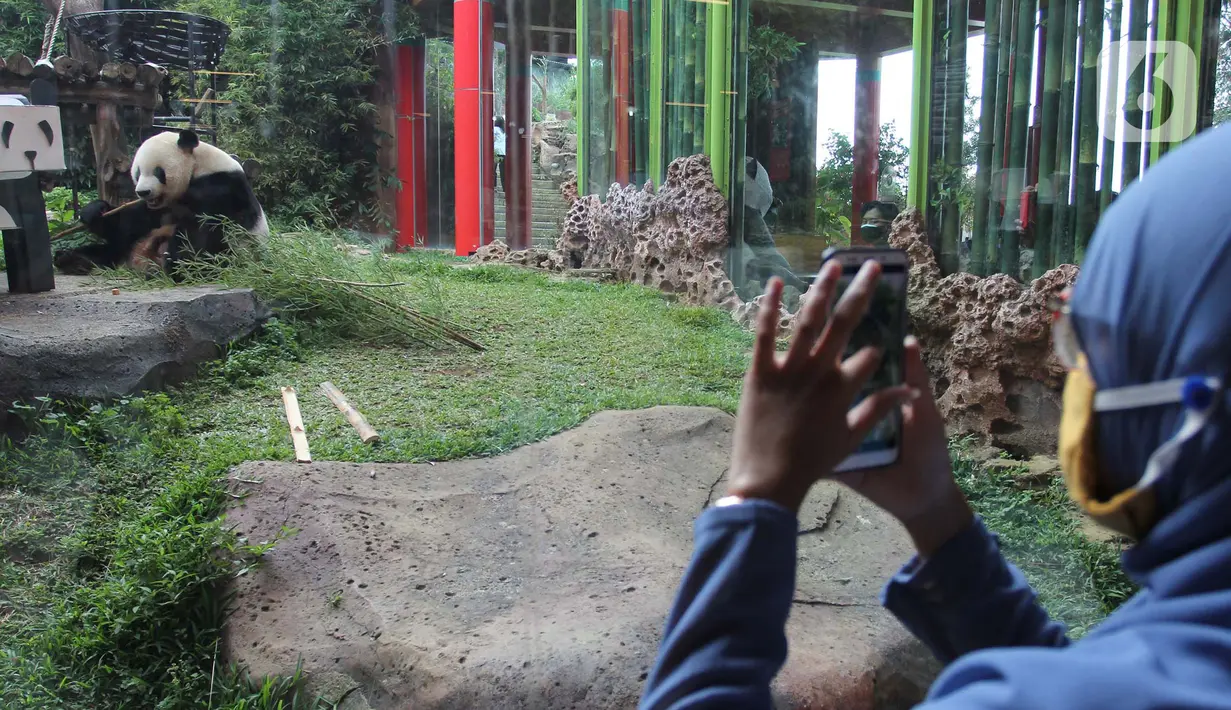 Pengunjung memotret giant panda di Istana Panda Taman Safari Indonesia, Cisarua, Kabupaten Bogor, Jawa Barat, Sabtu (26/9/2020). Kunjungan wisatawan ke kawasan wisata Puncak dan sekitarnya turun 40-50 persen akibat terdampak pandemi COVID-19 dan PSBB DKI Jakarta. (merdeka.com/Arie Basuki)