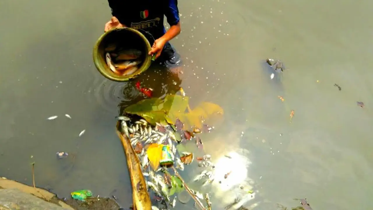 Ikan Mati mendadak di Setu Wanaherang