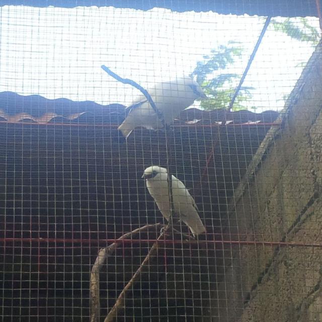 Pejantan Cemburuan Persulit Upaya Penangkaran Jalak Bali