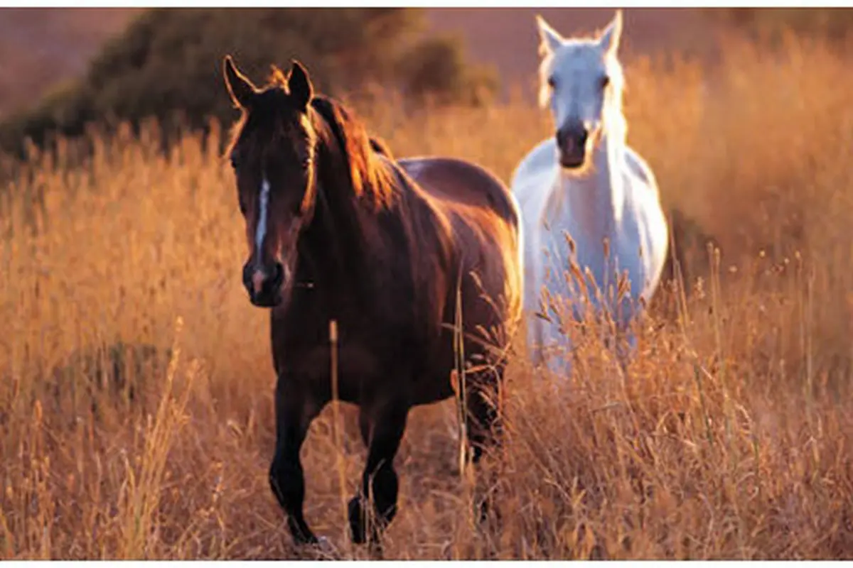 (c) horsesmaine.com