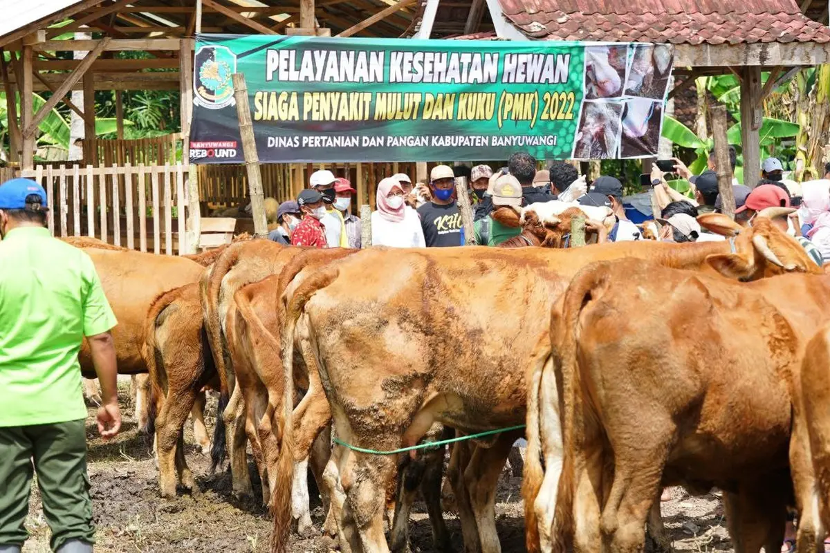 Pemeriksaan hewan ternak di Banyuwangi Jelang Hari Raya Idul Adha (Istimewa)