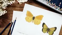How to Draw a Butterfly: 2 Simple Styles for Beginners