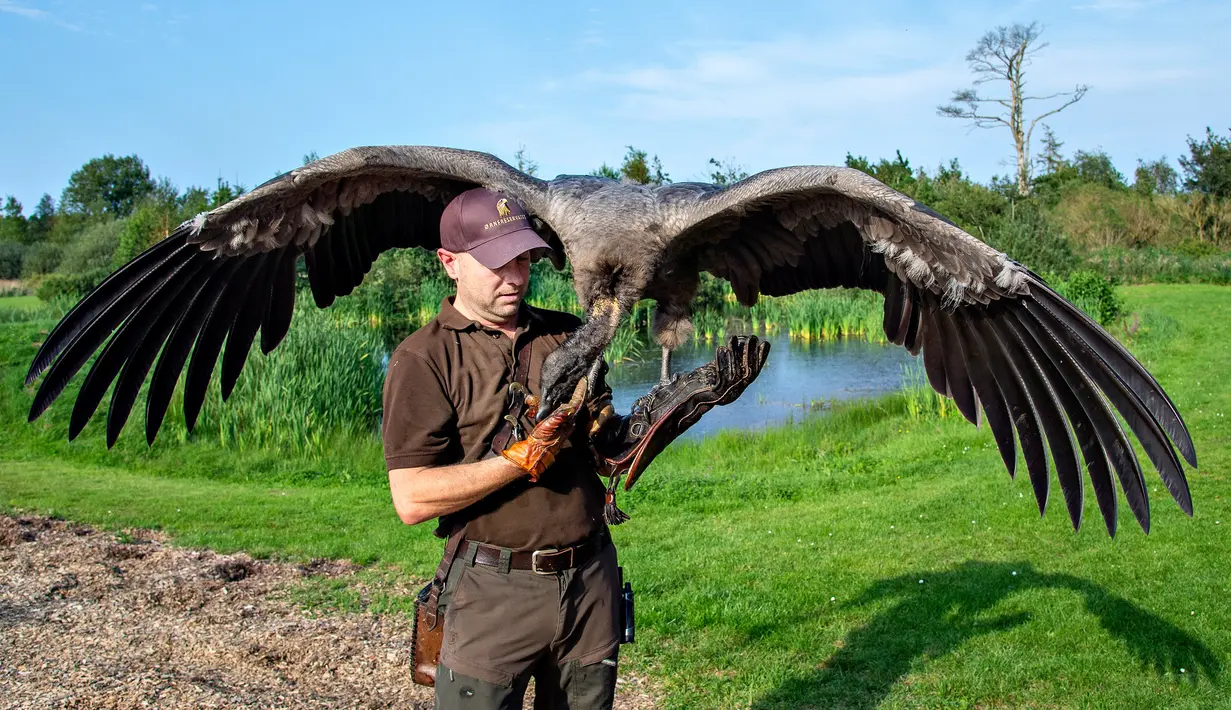 Peter Wenzel melatih burung condor muda bernama Molina di Eagle Reserve, Bindslev, Denmark, 27 Agustus 2019. Molina dilatih setiap hari oleh Peter Wenzel yang dia anggap orangtuanya. (Henning Bagger/Ritzau Scanpix/AFP)