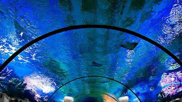 Lapangan Tenis Bawah Laut Pertama di Dunia