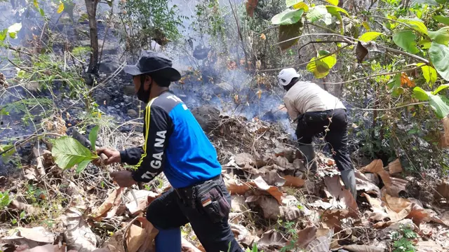 Tim BPBD Situbondo bersama petugas RPH Kendit berjibaku melakukan pemadaman  api di hutan jati RPH Kendit (Istimewa)