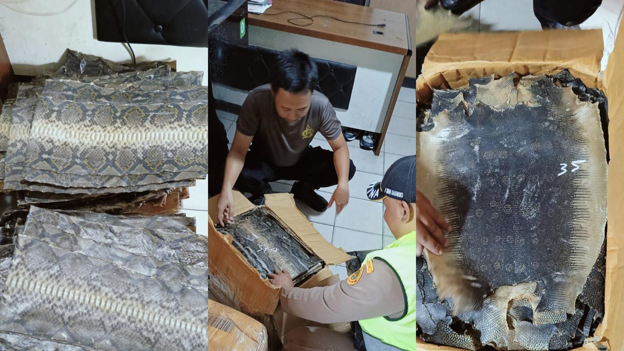Penyelundupan ratusan lembar kulit biawak dan ular digagalkan Karantina Lampung di Pelabuhan Bakauheni, Lampung Selatan.  Foto : (Istimewa).