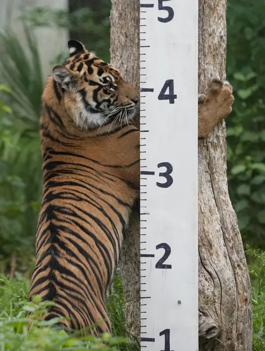 Mereka juga menggunakan tongkat pengukur beraroma kari untuk membujuk harimau Sumatra agar berbaring. (AP Photo/Kirsty Wigglesworth)