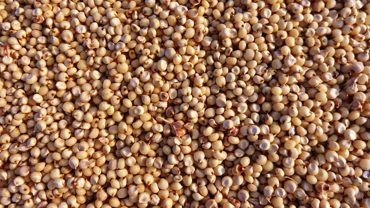 Upaya Populerkan Sorghum Sebagai Alternatif Sumber Karbohidrat Selain Nasi