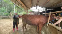 Program SMS Pisan Tingkatkan Produktivitas Sapi Indukan di Banyuwangi