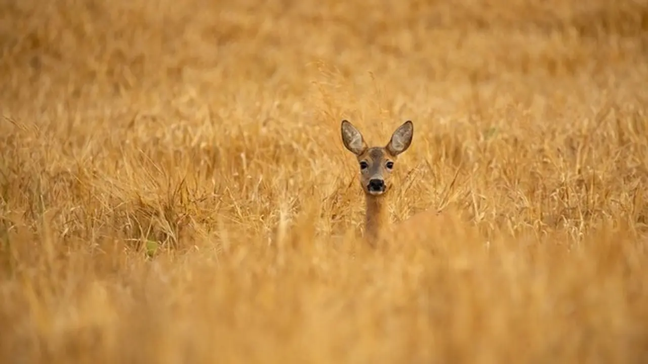 hunting/berburu