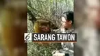 Aksi berbahaya dilakukan seorang pria. Tanpa pengaman, ia nekat memegang sarang madu penuh tawon yang siap menyengat.