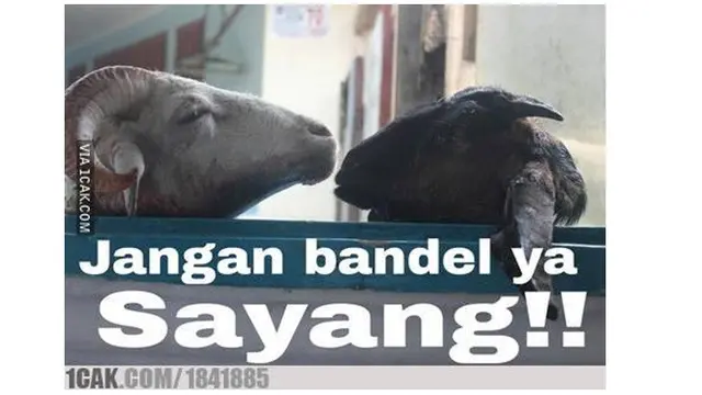 8 Meme Kocak Jelang Iduladha Ini Bikin Baper