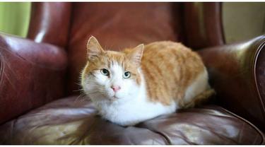 Akankah Kucing Domestik Kembali Ke Rumah Plot Dari Penyakit