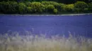 Ladang bunga lavender terlihat di kota Sault, Prancis selatan pada 8 Juli 2019. Akhir Juni hingga Agustus, adalah waktu terbaik untuk merekam warna ungu dari bunga yang tengah mekar ini. (Photo by Christophe SIMON / AFP)
