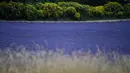 Ladang bunga lavender terlihat di kota Sault, Prancis selatan pada 8 Juli 2019. Akhir Juni hingga Agustus, adalah waktu terbaik untuk merekam warna ungu dari bunga yang tengah mekar ini. (Photo by Christophe SIMON / AFP)