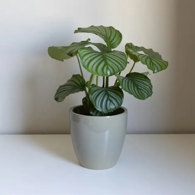 Calathea orbifolia