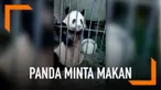 Seekor panda yang kelaparan meminta makan pada penjaganya dengan memukulkan panci pada jeruji.
