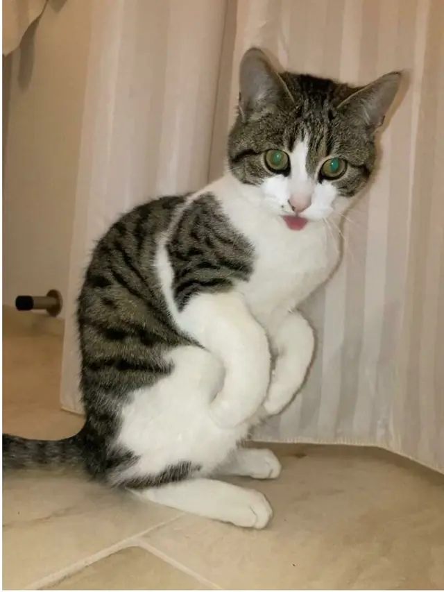 6 Potret Aksi Kucing Berdiri dengan Dua Kaki, Bikin Melongo