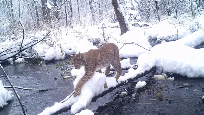 Chernobyl, Zona Eksklusif Bagi Satwa Liar Tanpa Kehadiran Manusia