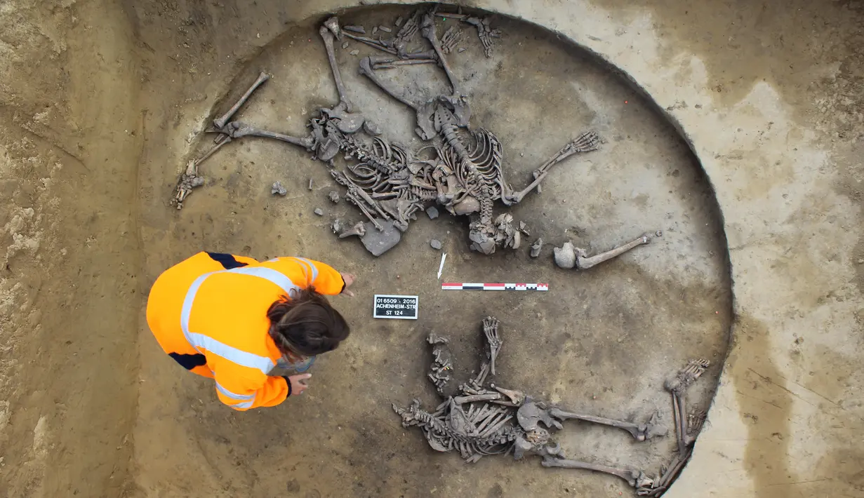 Tim peneliti mengamati tulang kerangka dari bekas sepuluh orang yang dimutilasi yang ditemukan oleh sekelompok arkeolog di Achenheim, Perancis, 7 Juni 2016. Kerangka tersebut diprediksi berusia 6.000 tahun. (Philippe Lefranc/INRAP/AFP)